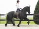 Caballo Castrado Friesian en Venta - Foto 1