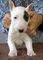 Cachorros Bull Terrier - Foto 1