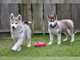 Cachorros siberian husky listo para adopcion