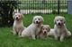 Excelentes cachorros de golden retriever para la adopción
