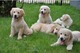 Excelentes cachorros de Golden Retriever para la adopción - Foto 2