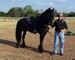 Friesian caballo disponibles