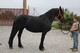 Friesian Siete Años de Edad - Foto 1