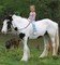 Gypsy vanner cabalos