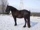 Hermoso, castrado friesian segura