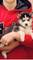 Hermosos cachorros siberian husky disponibles,