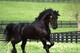 Joven energética friesian caballo para la adopción