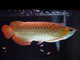 Peces arowana en venta