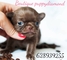 Puppydiamond venta de cachorros y complementos - Foto 1