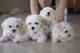 Puppydiamond venta de cachorros y complementos - Foto 4