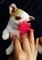 Puppydiamond venta de cachorros y complementos - Foto 5