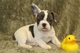 Regalo bulldog frances pedigri - Foto 1