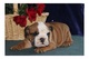 Regalo bulldog ingles - Foto 1