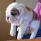 Regalo BULLDOG INGLES CACHORROS - Foto 1