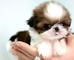 Regalo criadero de preciosos shih-tzu: cachorros nacionales