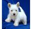 Regalo miniaturas reales -westy terrier