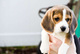 Regalo perros de beagle