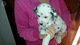 Regalo Preciosos cachorritos de Dalmata - Foto 1