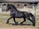 Registrada caballo Friesian disponibles para adopción - Foto 1