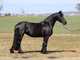 Registrada caballo Friesian disponibles para adopción - Foto 2