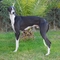 Semental Galgo Cuatralbo de J.L - Foto 1