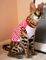 Serval, caracal gatitos Savannah y disponibles para la venta - Foto 1