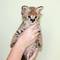 Serval, caracal gatitos Savannah y disponibles para la venta - Foto 2