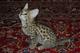 Serval, caracal gatitos Savannah y disponibles para la venta - Foto 4