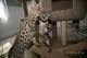 Serval, caracal gatitos Savannah y disponibles para la venta - Foto 5