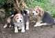 Tenemos una hermosa camada de cachorros Beagle ya está listo - Foto 2