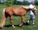 Urgente casa bien entrenado y raza yegua y castrado caballo - Foto 1