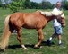 Urgente casa bien entrenado y raza yegua y castrado caballo