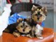 Yorkie cachorros disponibles