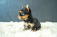 Yorshire terrier toy cachorros mini - Foto 1