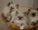 2 gatitos de Ragdoll - Foto 1