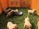 4 hermosos cachorros de pedigrí de labrador