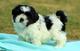 Aca cachorros shih-tzu