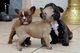 Adorables cachorros de bulldog francés