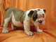 Afectuoso inglés bulldog cachorros disponibles