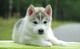 Bonito husky siberiano cachorros para adopción. - Foto 1