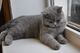 British shorthair lilac ready now