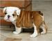 Bulldog inglés cachorros disponibles