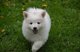 Cachorros american eskimo