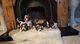 Cachorros Beagle listos para un nuevo hogar - Foto 1