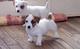 Cachorros de jack russell terrier por regalo