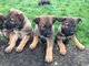 Cachorros de pastor belga listos para un nuevo hogar