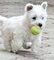 Cachorros de West Highland Terrier blanco - Foto 1