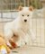 Cachorros Shiba Inu cariñoso y muy lindo - Foto 1