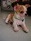 Chihuahua cachorros magníficos para la venta - Foto 1