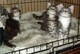 Disponible Maine Coon gatitos - Foto 1